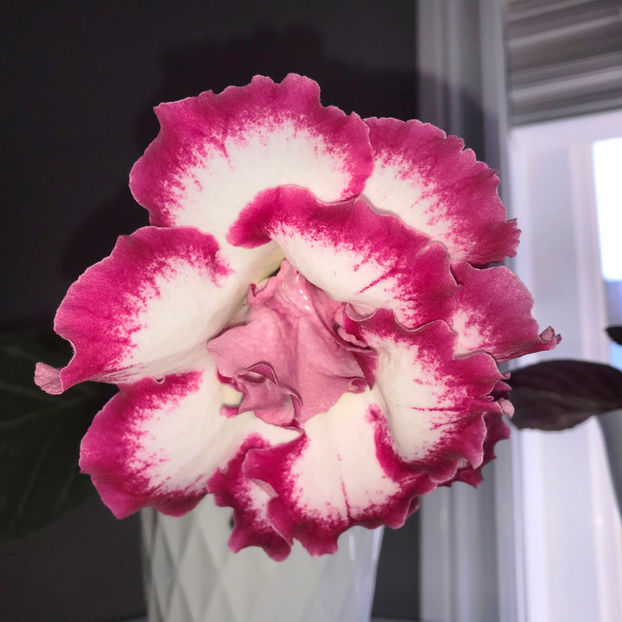  - Plante de interior 2019