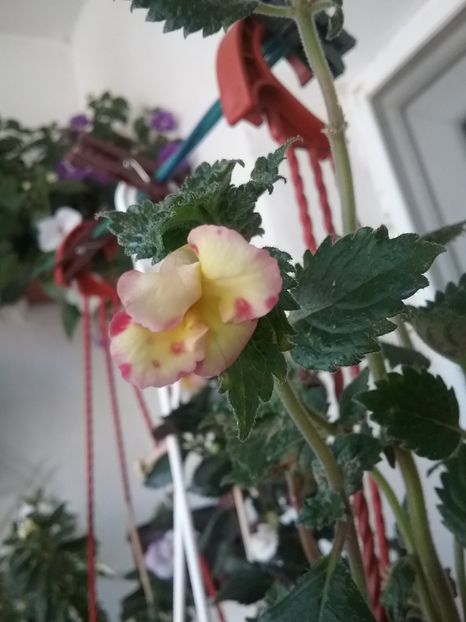  - LIMONCELLO pierdut