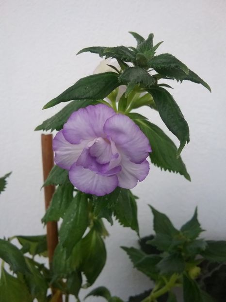  - BLUE TEMPTATION 2-pierdut