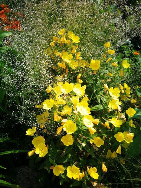  - Flori de grădină-2019