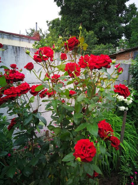  - Flori de grădină-2019