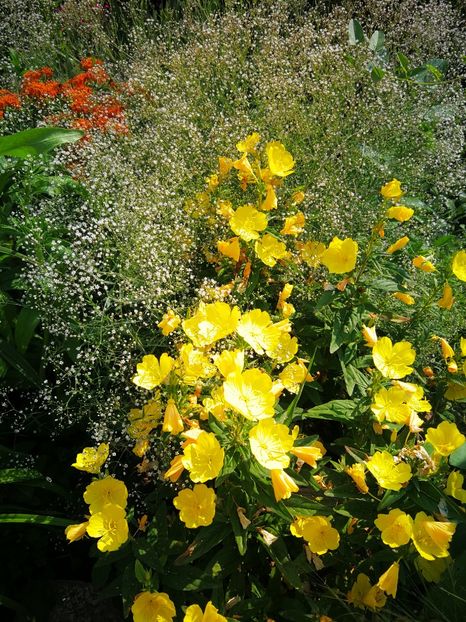  - Flori de grădină-2019