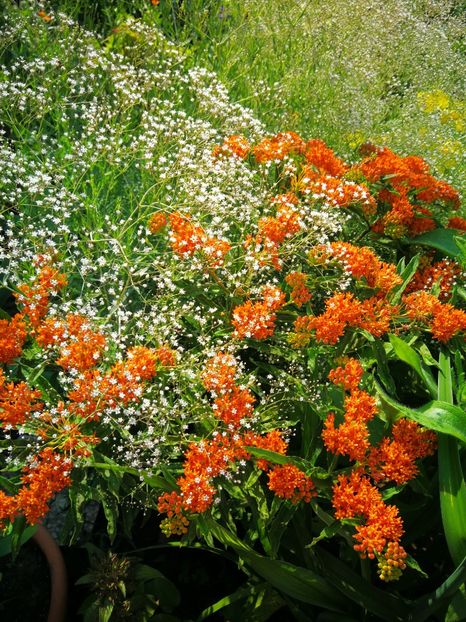  - Flori de grădină-2019