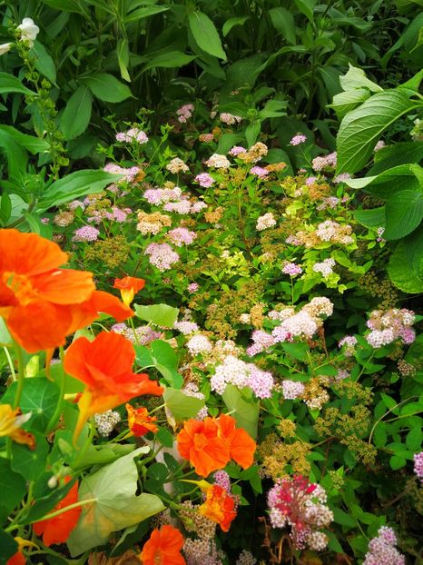  - Flori de grădină-2019