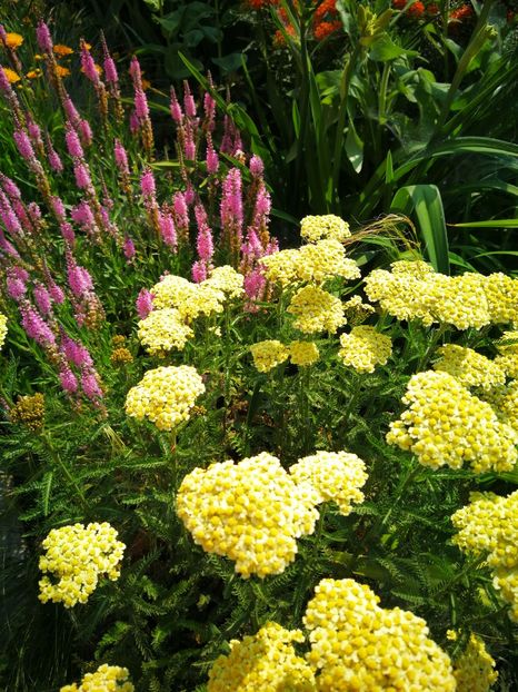  - Flori de grădină-2019