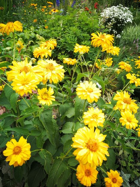  - Flori de grădină-2019