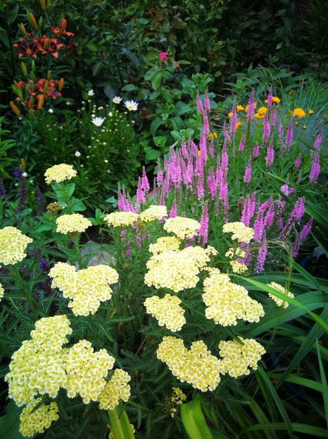  - Flori de grădină-2019