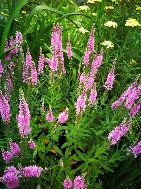  - Flori de grădină-2019