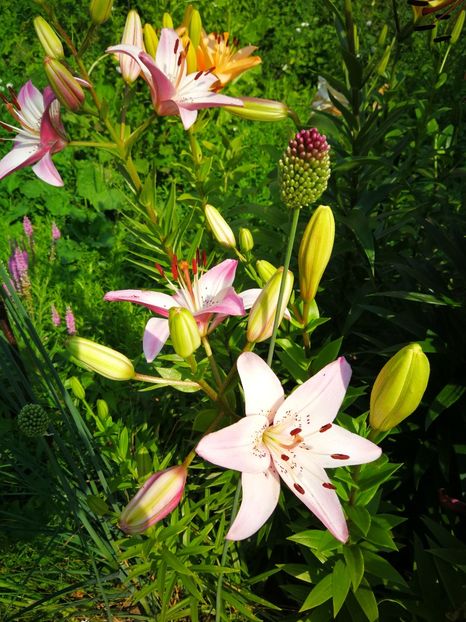  - Flori de grădină-2019