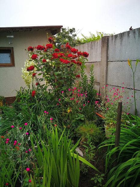  - Flori de grădină-2019