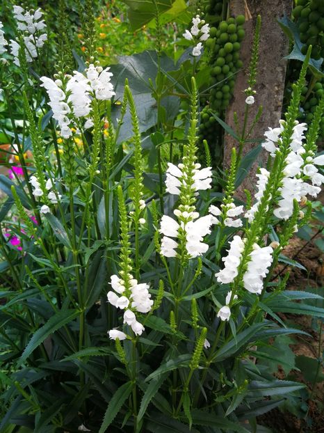  - Flori de grădină-2019