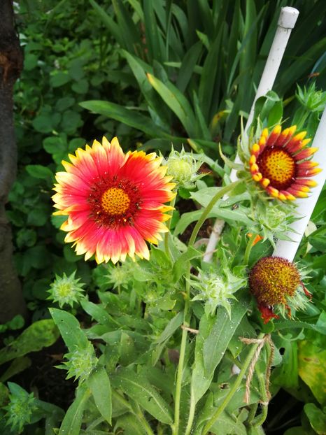  - Flori de grădină-2019