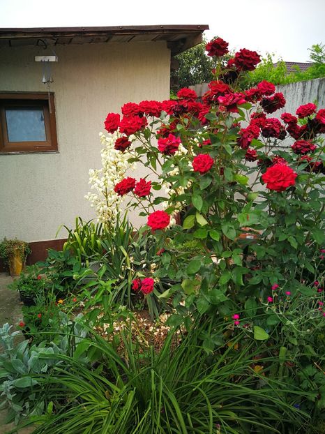  - Flori de grădină-2019