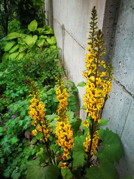  - Flori de grădină-2019