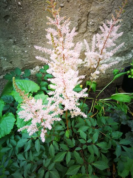  - Flori de grădină-2019