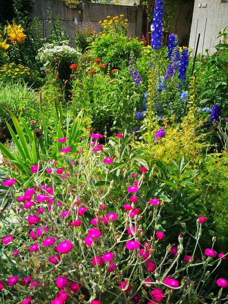  - Flori de grădină-2019