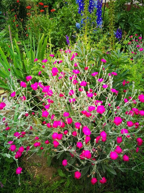  - Flori de grădină-2019