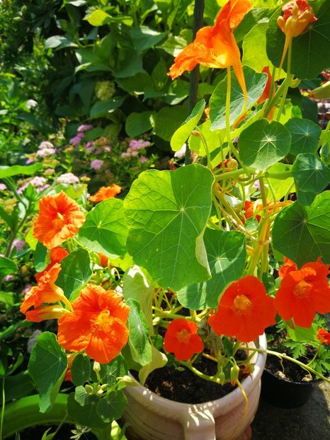  - Flori de grădină-2019