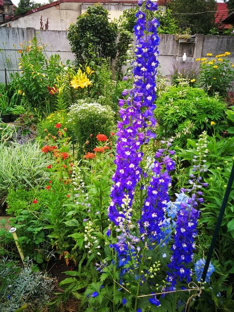  - Flori de grădină-2019