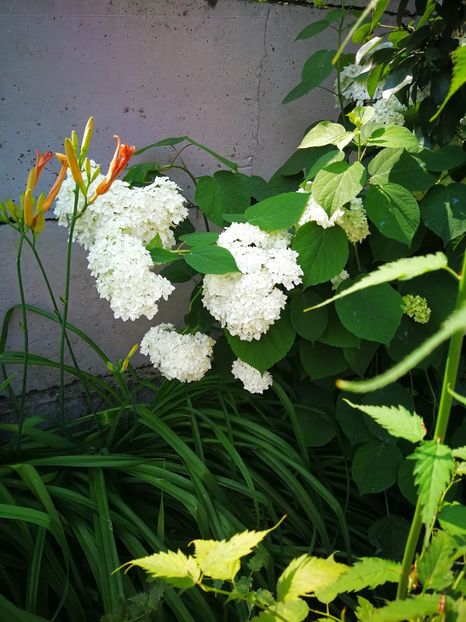  - Flori de grădină-2019