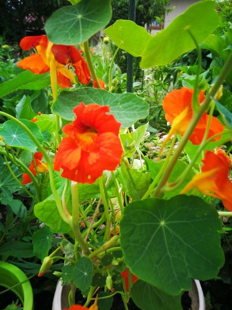  - Flori de grădină-2019