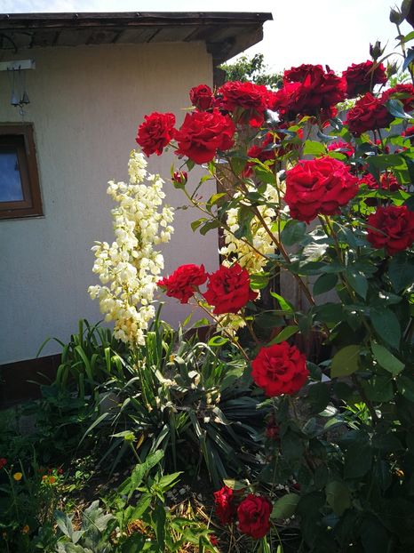  - Flori de grădină-2019