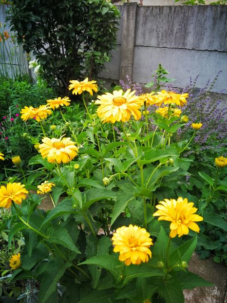  - Flori de grădină-2019