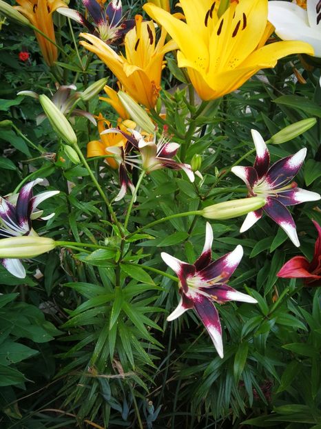  - Flori de grădină-2019