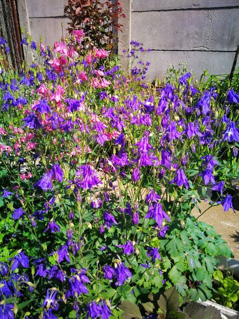  - Flori de grădină-2019