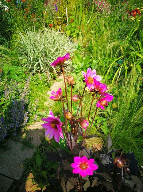  - Flori de grădină-2019