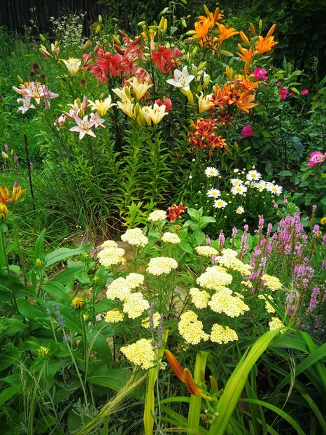  - Flori de grădină-2019