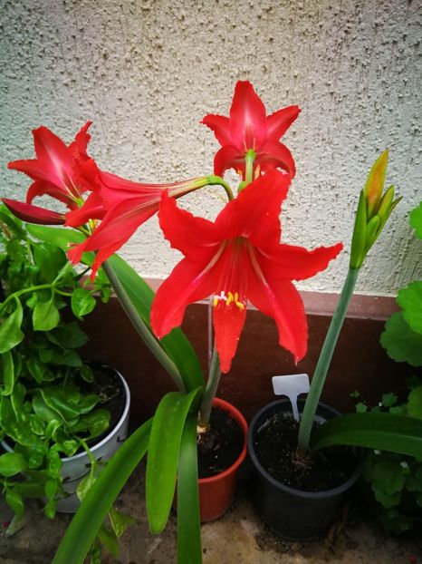  - Flori de grădină-2019