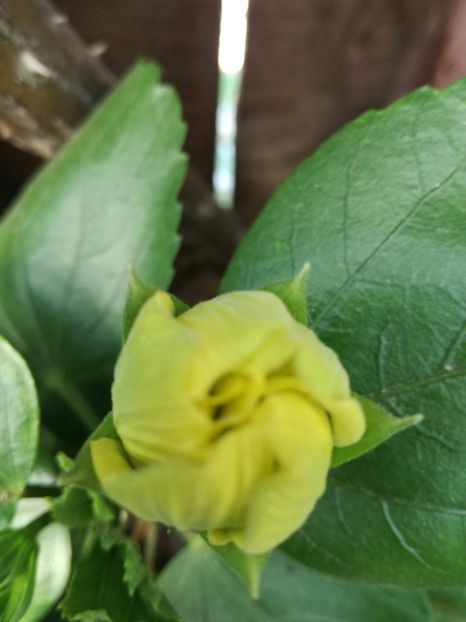  - Hibiscusi