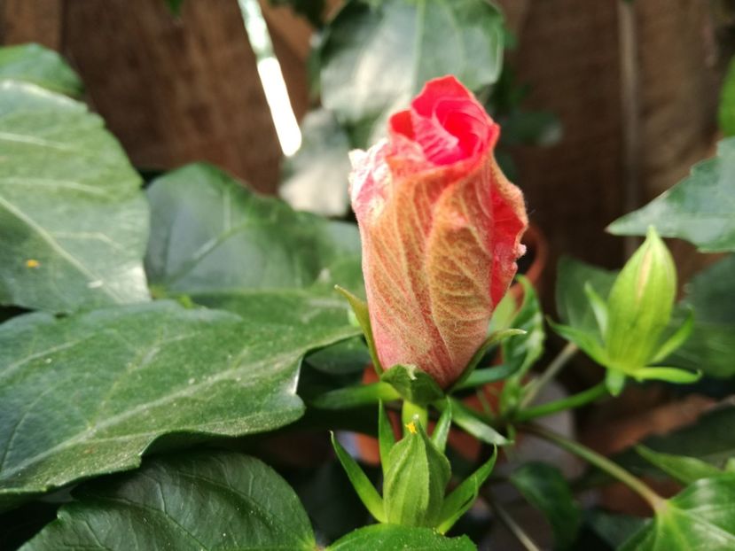  - Hibiscusi