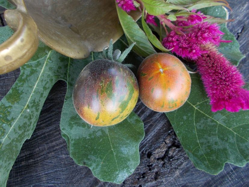  - SEMINTE ROSII - T 344 EXTRAVAGANTE ROUFFIANGE