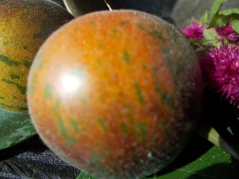  - SEMINTE ROSII - T 344 EXTRAVAGANTE ROUFFIANGE