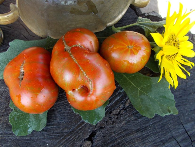  - SEMINTE ROSII - T 440 BANDELIER