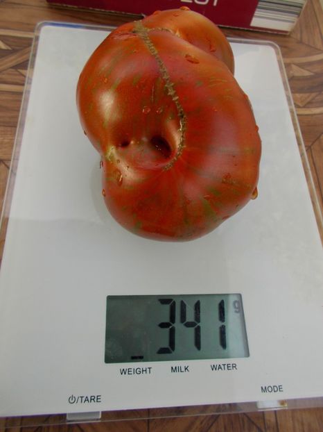  - SEMINTE ROSII - T 440 BANDELIER