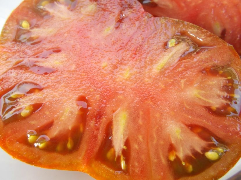  - SEMINTE ROSII - T 440 BANDELIER