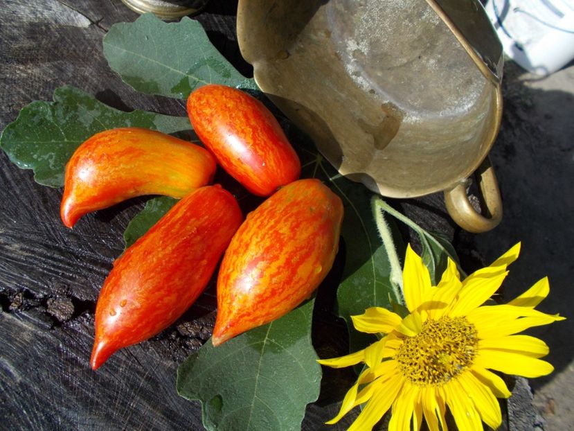  - SEMINTE ROSII - T 375 ROSA FLAMINGO STRIPED