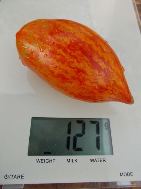  - SEMINTE ROSII - T 375 ROSA FLAMINGO STRIPED