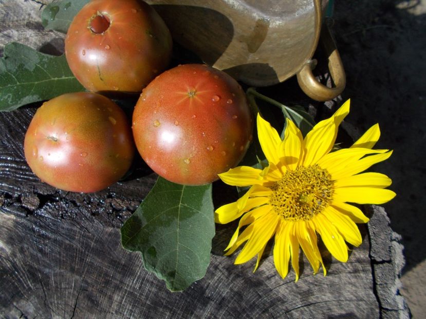  - SEMINTE ROSII - T 389 CHERNYSH