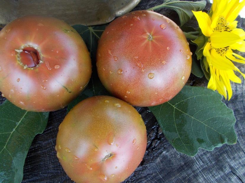  - SEMINTE ROSII - T 389 CHERNYSH