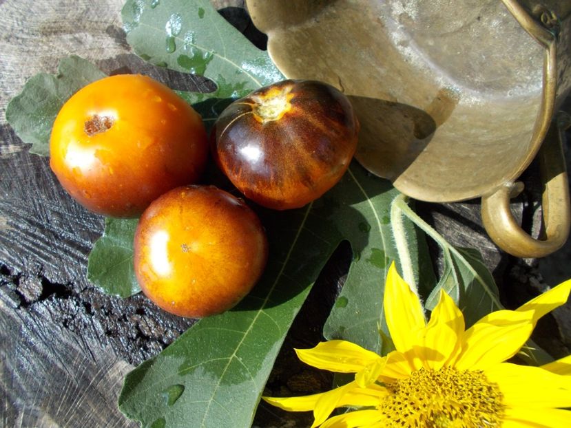  - SEMINTE ROSII - T 322 CLEMENTINE BLEUE