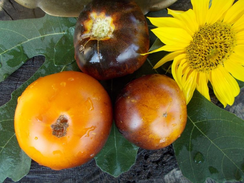  - SEMINTE ROSII - T 322 CLEMENTINE BLEUE