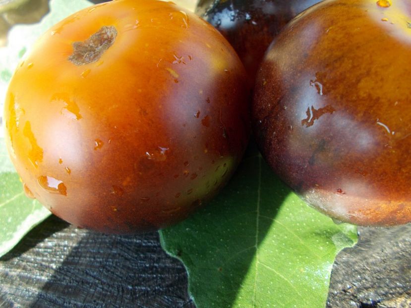  - SEMINTE ROSII - T 322 CLEMENTINE BLEUE