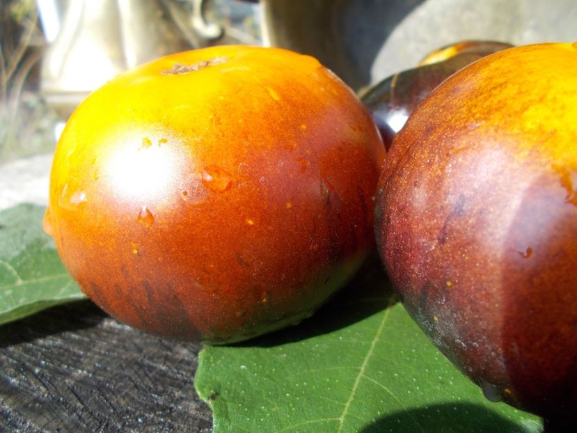  - SEMINTE ROSII - T 322 CLEMENTINE BLEUE