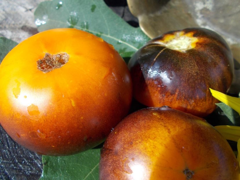  - SEMINTE ROSII - T 322 CLEMENTINE BLEUE