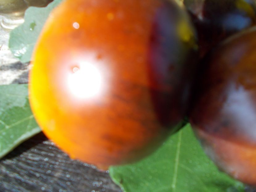  - SEMINTE ROSII - T 322 CLEMENTINE BLEUE