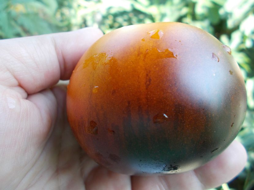  - SEMINTE ROSII - T 322 CLEMENTINE BLEUE